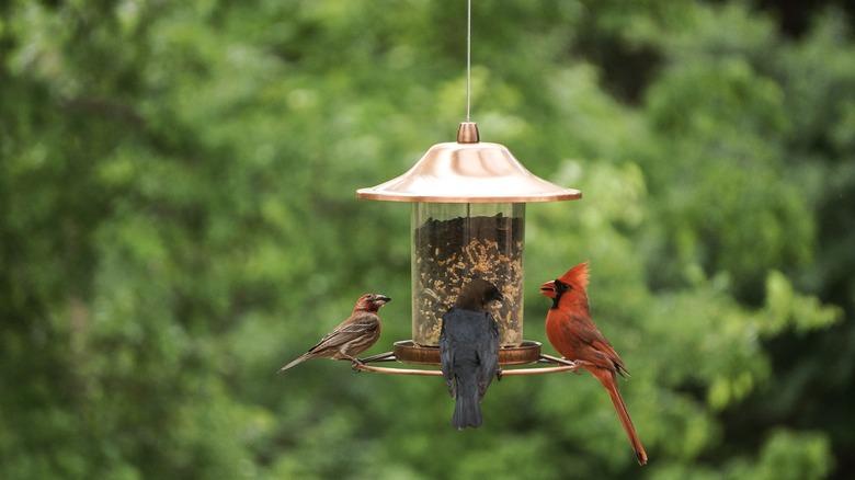 Backyard Birds