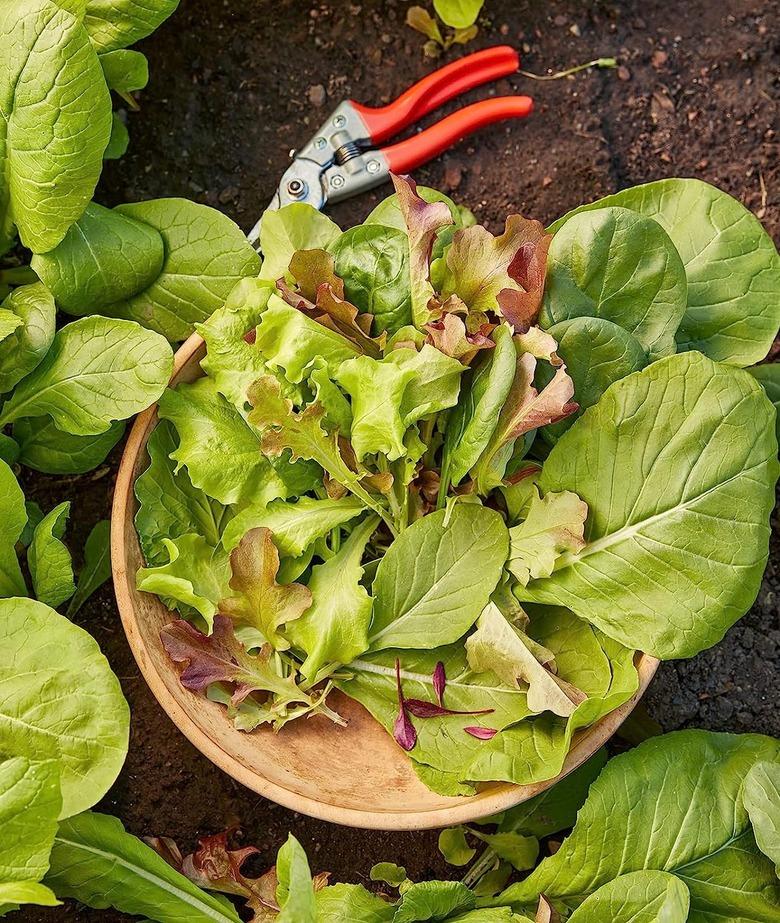 Burpee Sweet Salad Mix Mesclun Seeds