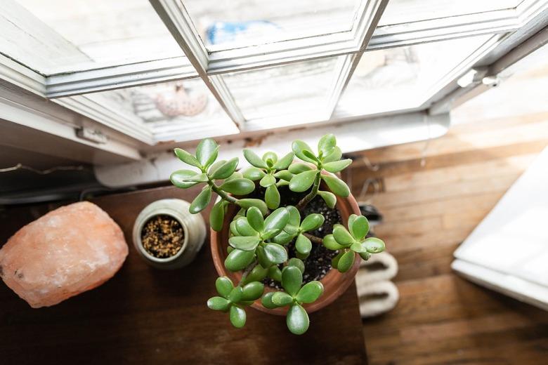 Jade plant by window