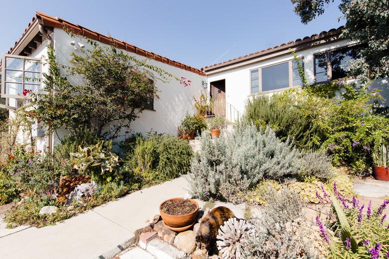 Front yard with native plants