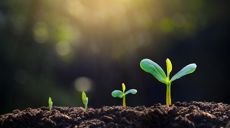 tree sapling hand planting sprout in soil with sunset close up male hand planting young tree over green background