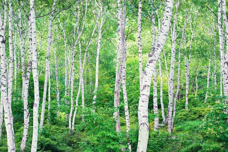 Forest of a white birch