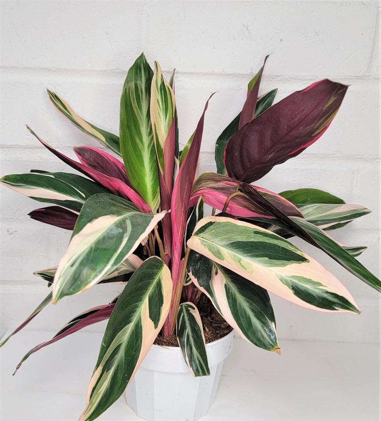 3Exoticgreen Calathea Triostar