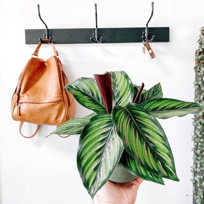 Calathea Beauty Star in front of wall hooks