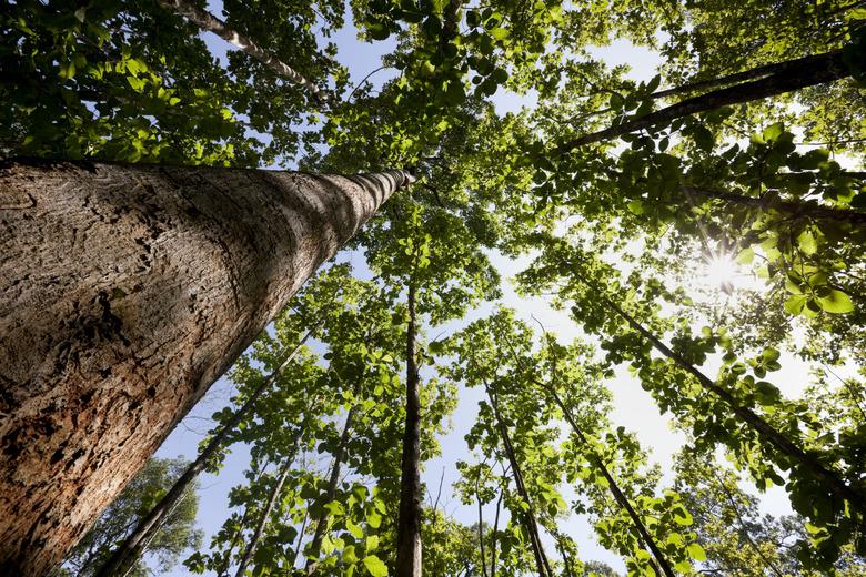 Teak forest canopy.