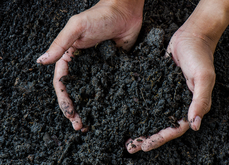 Hands holding soil