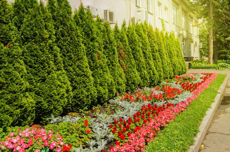 Colorful flowers growing in the landscaped garden with formal flower beds and evergreen thujas near neat green lawn, the glare and flare