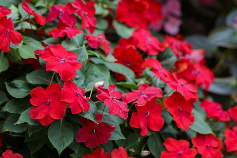 Image of beautiful red Impatiens flowers in the garden.