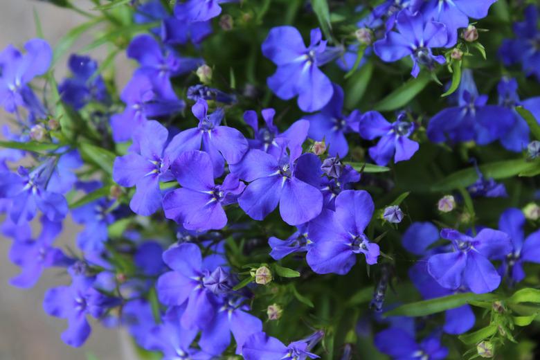 Blue Lobelia Bedding Plant