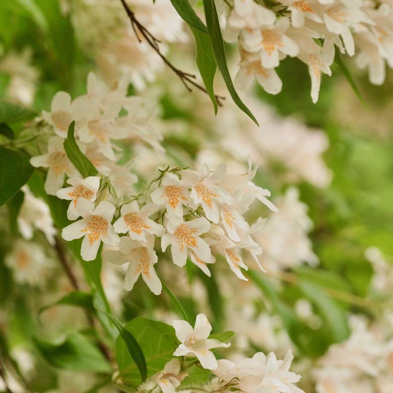 Fragrant Snowbell