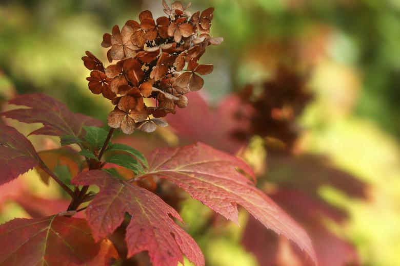 Oakleaf Hydrangea in the Fall