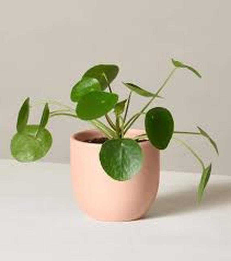 Pilea Peperomioides