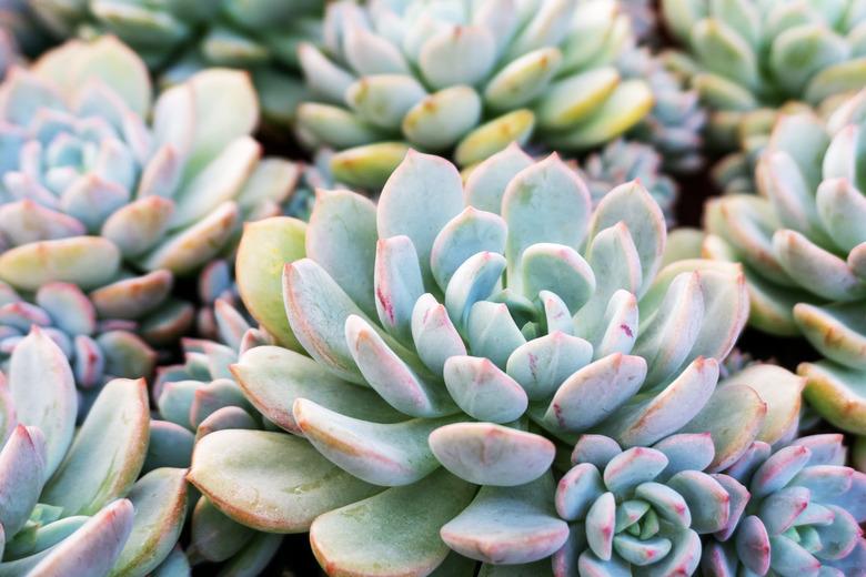 Minima Blue Hen and Chicks Succulent Flower