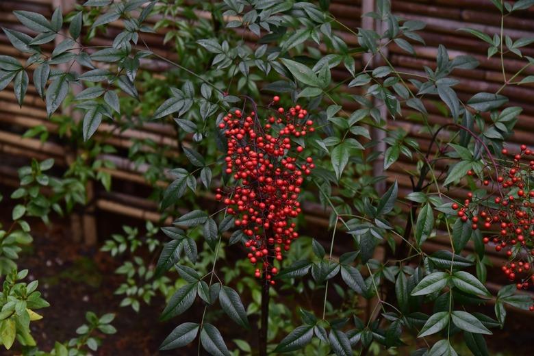 Heavenly bamboo plant growing in a garden