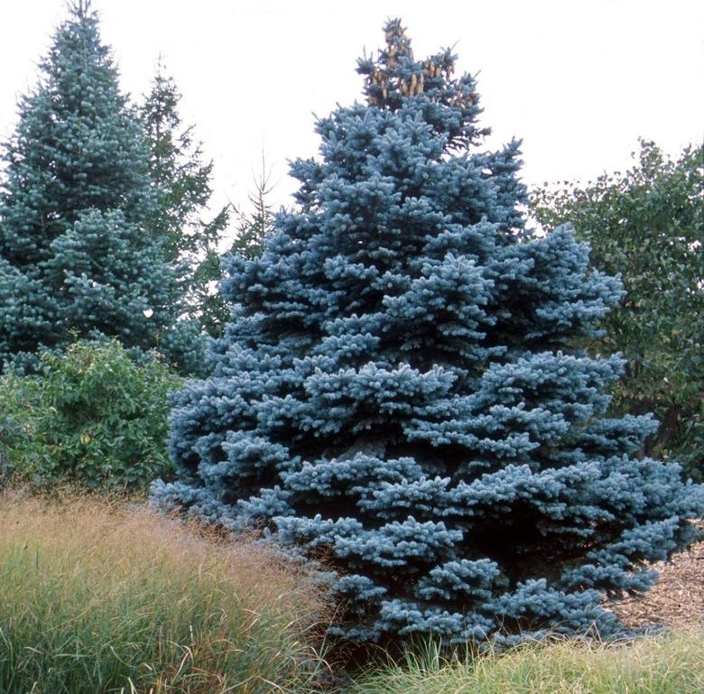 Colorado Blue Spruce