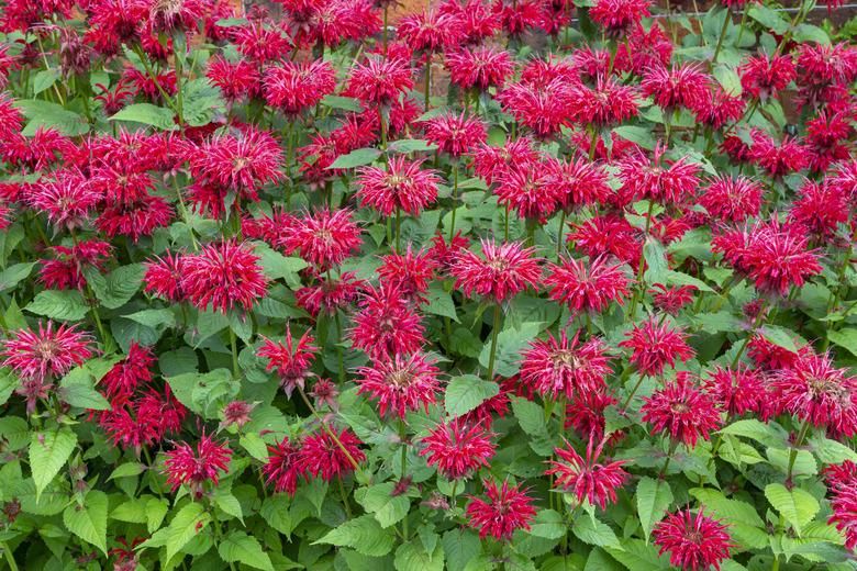 Monarda 'Gardenview Scarlet' (Bergamot, Bee Balm) is a plant that butterflies are attracted to