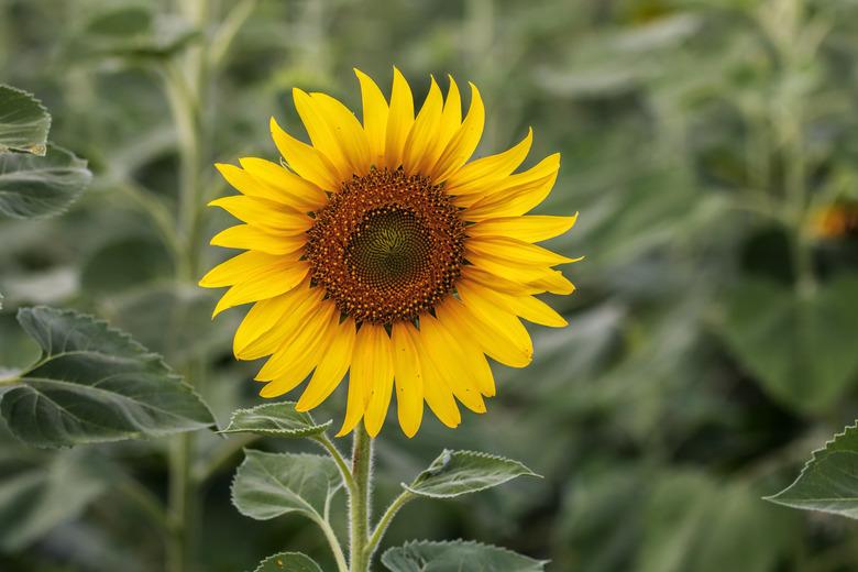 Sunflowers are plants that attract butterflies