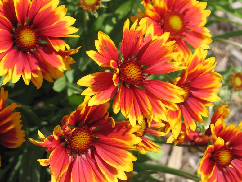 Blanketflower (Gaillardia pulchella) is a plant that attracts butterflies