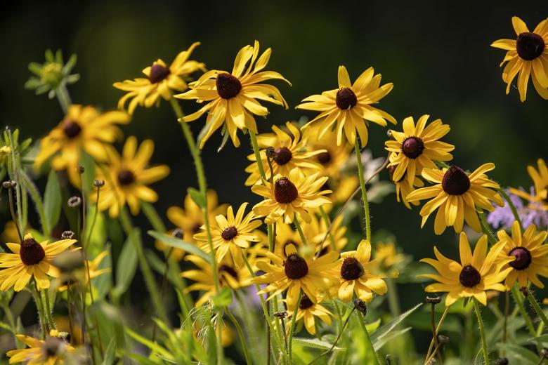 Black-eyed susan are pollinator attractors