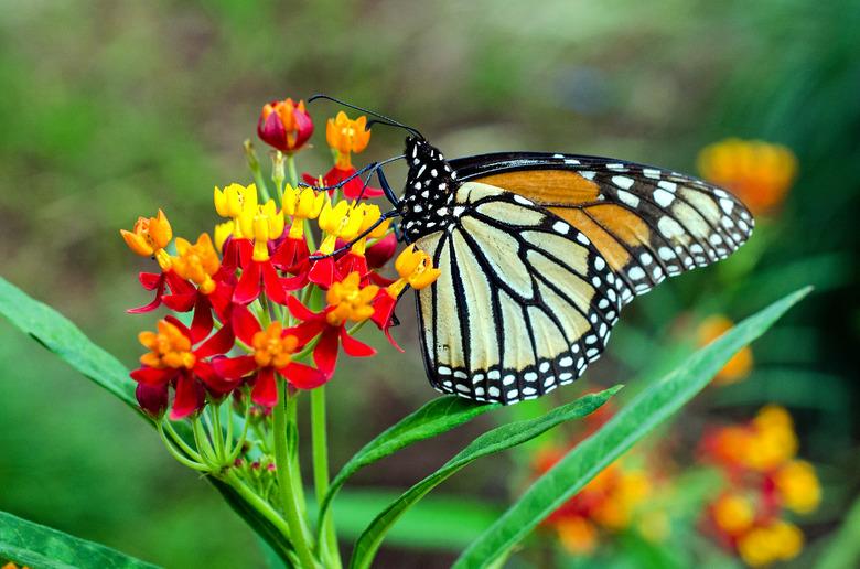 Milkweed is a plant that butterflies are attracted to