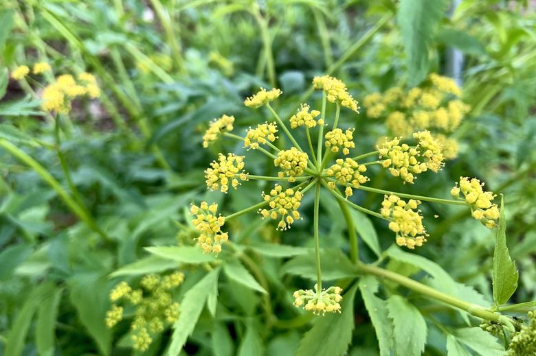 Golden Alexander is a plant that butterflies are attracted to