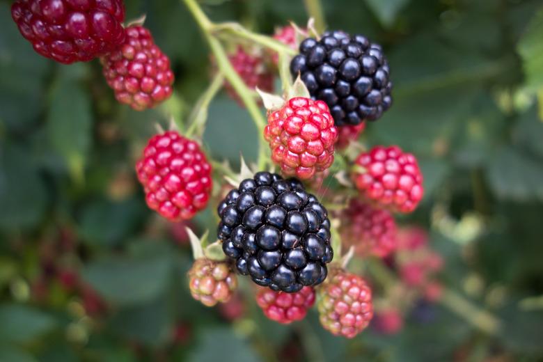 Wild Blackberry