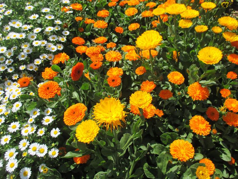 Calendula with a bright orange color that blooms in the flowerbed in spring