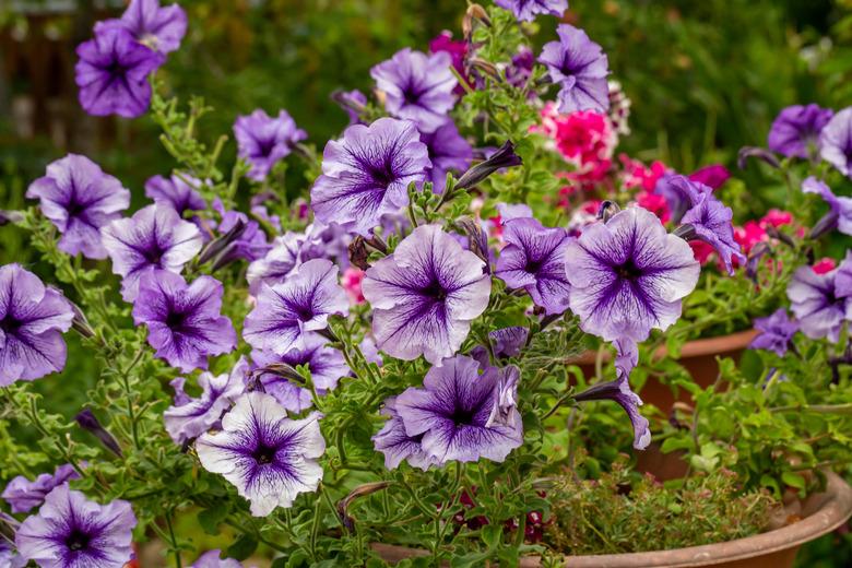 Purple petunia flower on a green background macro photography