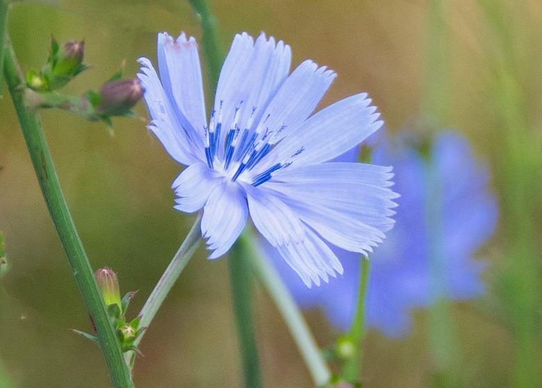 Cornflowers in bloom-Howard County, Indiana