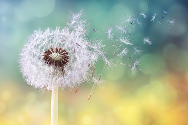 Dandelion clock in morning sun