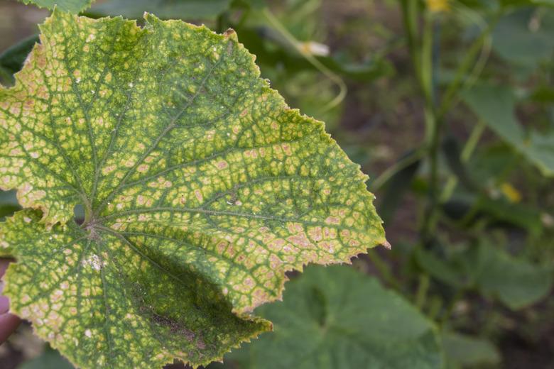 Cucumber leaf affected by spider mites.