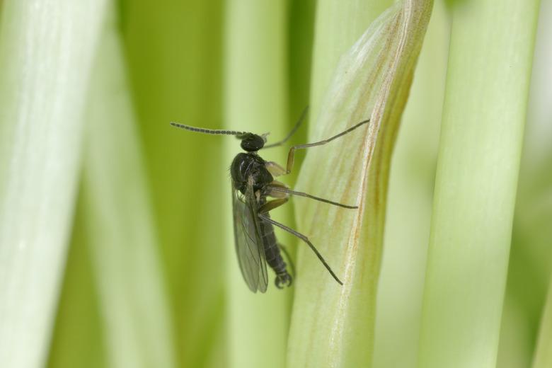 Adult of Dark-winged fungus gnat, Sciaridae on the soil. These are common pests that damage plant roots, are common pests of ornamental potted plants in homes