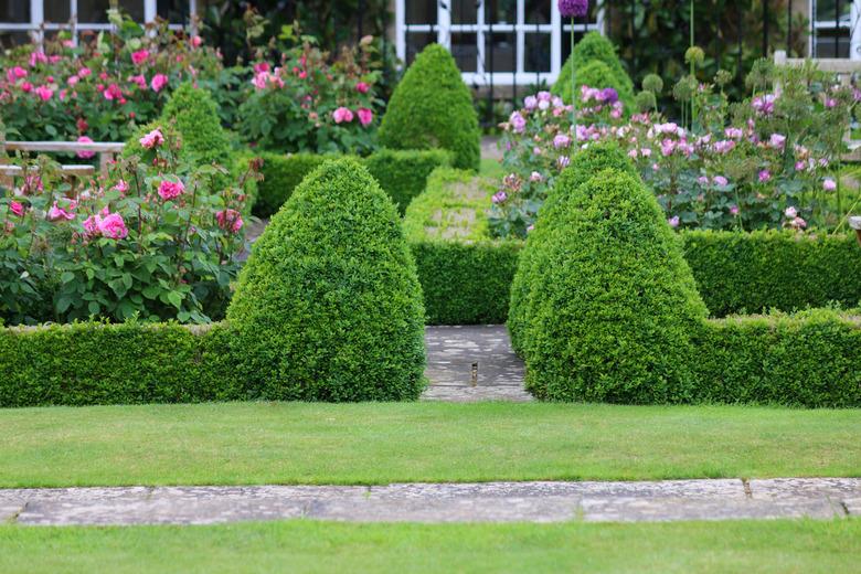 Image of formal knot garden with parterre box hedging surrounding blooming rose beds with pink flowers and paving slab footpaths