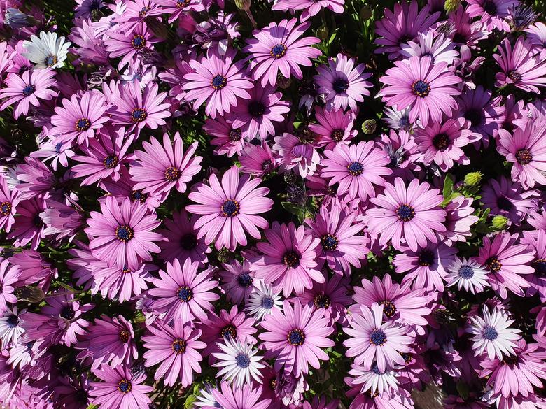 Dimorphotheca ecklonis or Osteospermum or African Daisy in full bloom