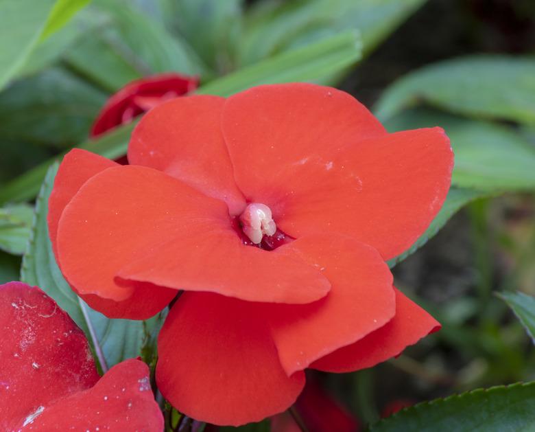 Close-up of New Guinea Impatiens purple plant.