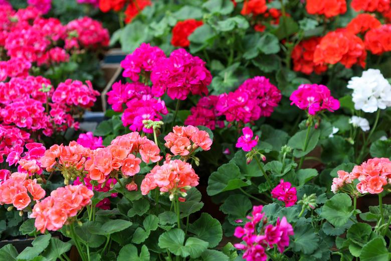 Close-Up Of Geranium Pelargonium Flowers