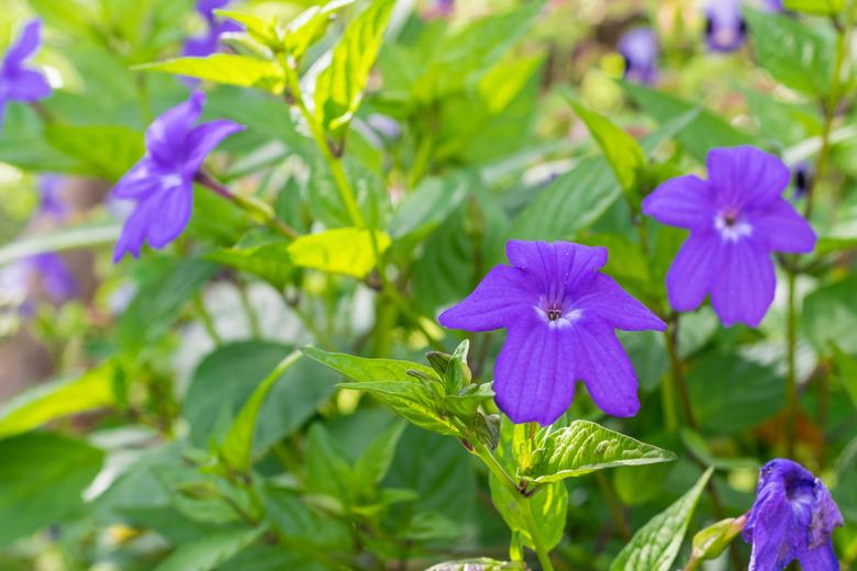 peasant flower garden, Browallia speciosa or purple flower with white center. Phanerogamous plant belonging to the Solanaceae family. It is native to tropical areas of Latin America.