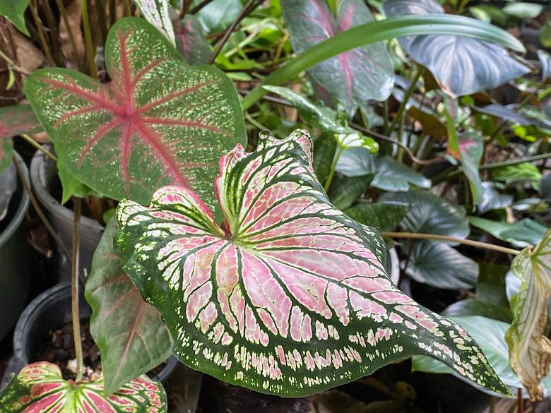 The beauty of tropical Caladium.