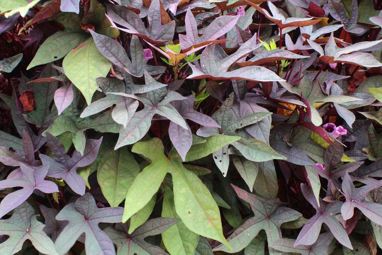 Green and purple sweet potato vine background