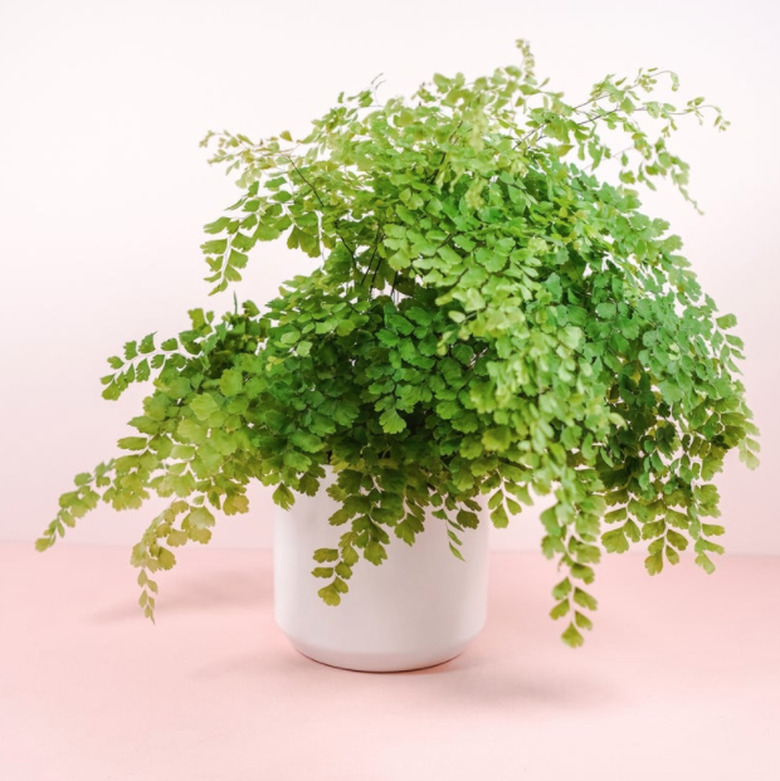 Maidenhair Fern