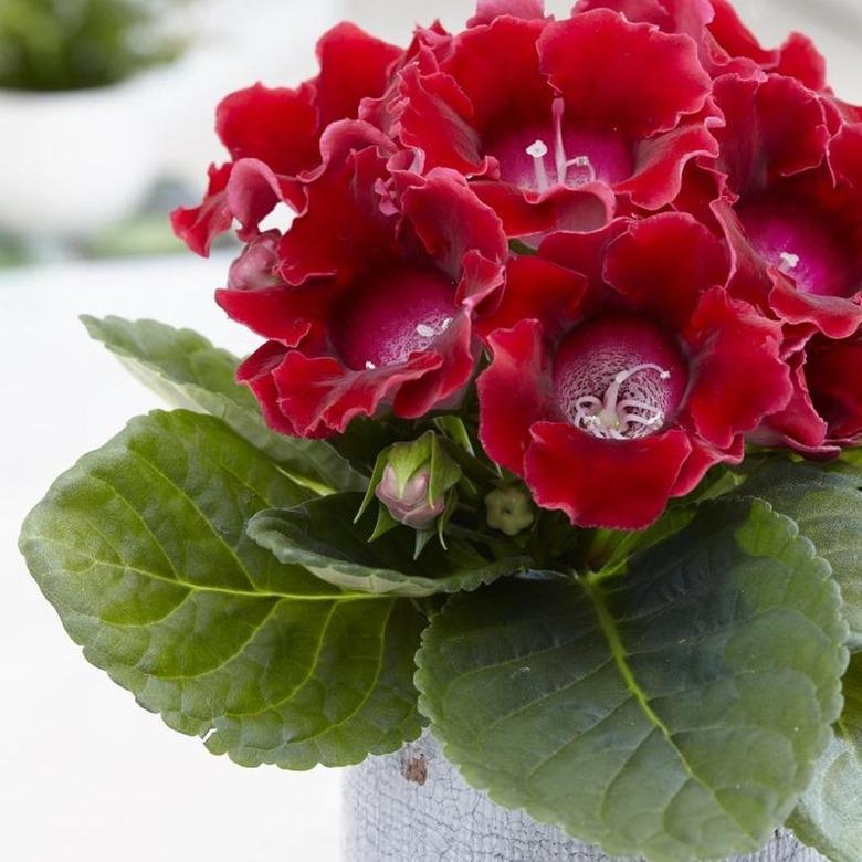 Gloxinia Flower plant