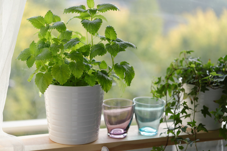 Lemon balm (Melissa officinalis)