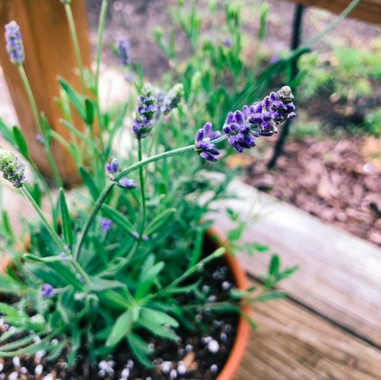 Lavender (Lavandula angustifolia)