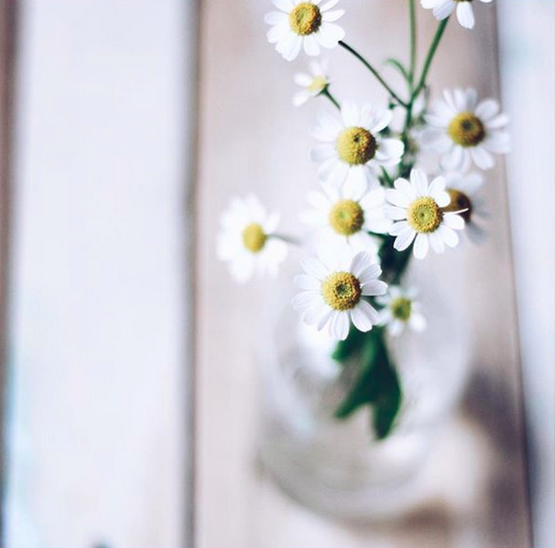 Chamomile flowers (Matricaria recutita)