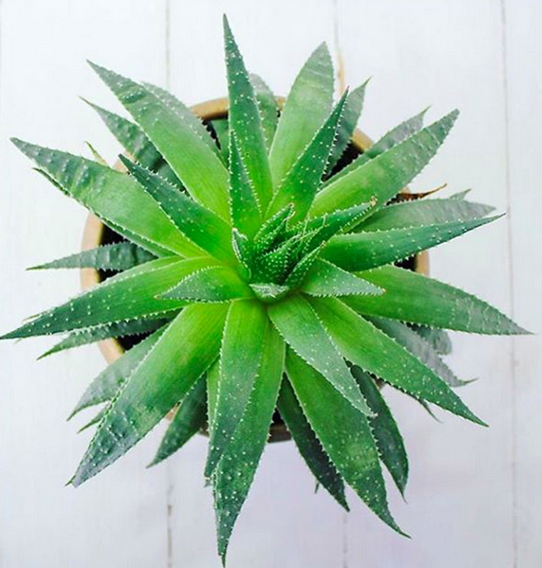 Aloe vera plant