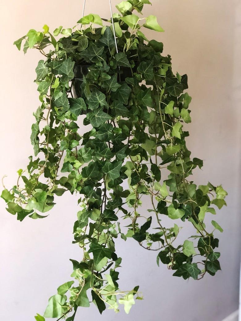 English Ivy plant