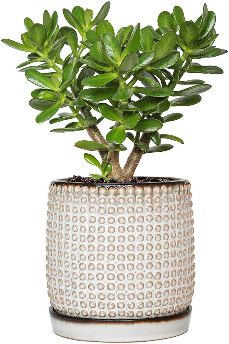 Jade Plant