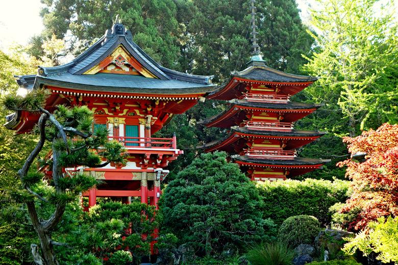 SF Japanese Tea Garden Study 21