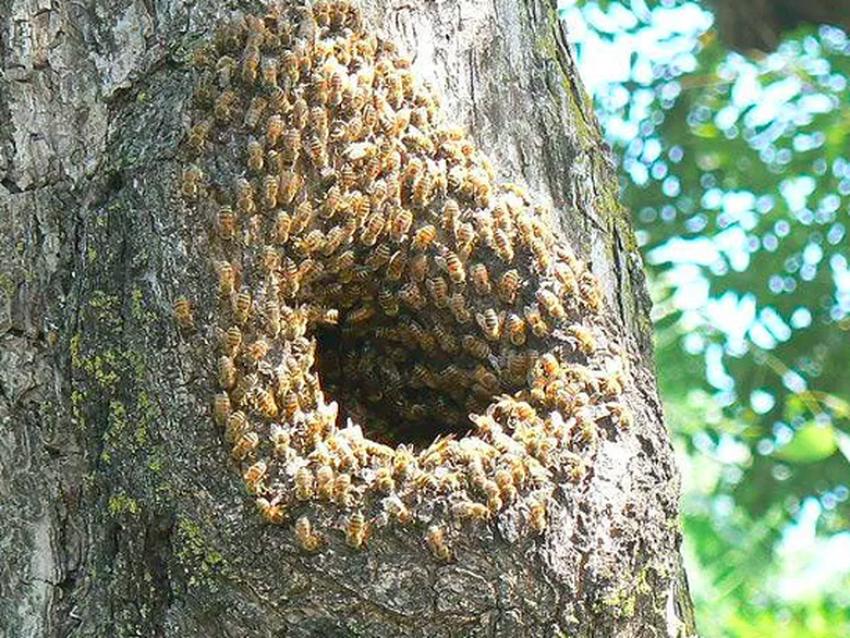 Bee nest in the woods.