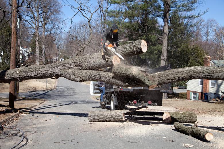 Cutting tree.